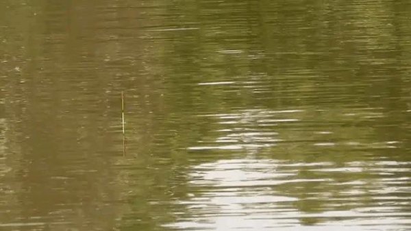 钓鲢鳙有口打不到鱼怎么回事