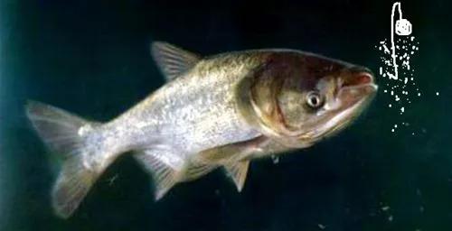 钓鲢鳙有口打不到鱼怎么回事