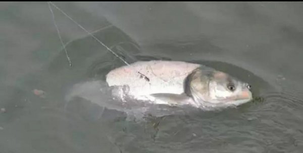 钓鲢鳙有口打不到鱼怎么回事