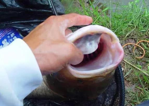 钓鲢鳙有口打不到鱼怎么回事