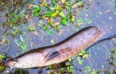 黑鱼什么时间钓才容易上钩 夏季野钓黑鱼最佳时间