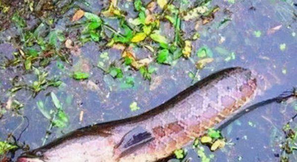 黑鱼什么时间钓才容易上钩