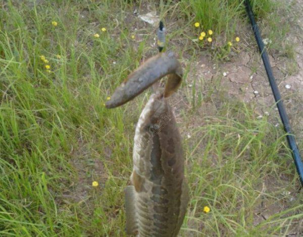 黑鱼什么时间钓才容易上钩