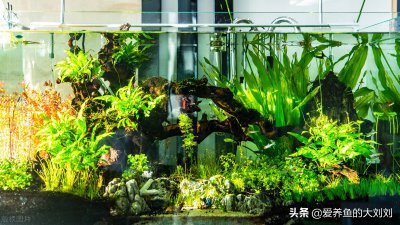 鱼缸杀菌灯到底有没有用 鱼缸杀菌灯有没有必要用