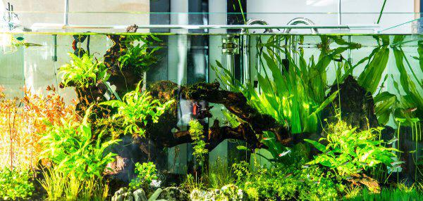 鱼缸杀菌灯到底有没有用