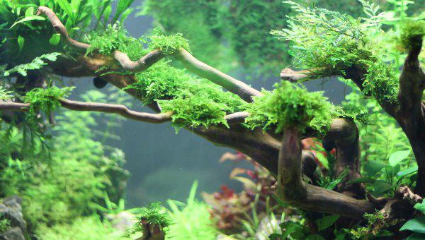 鱼缸杀菌灯到底有没有用