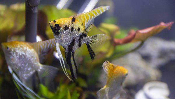 鱼缸杀菌灯到底有没有用