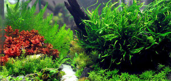 鱼缸杀菌灯到底有没有用