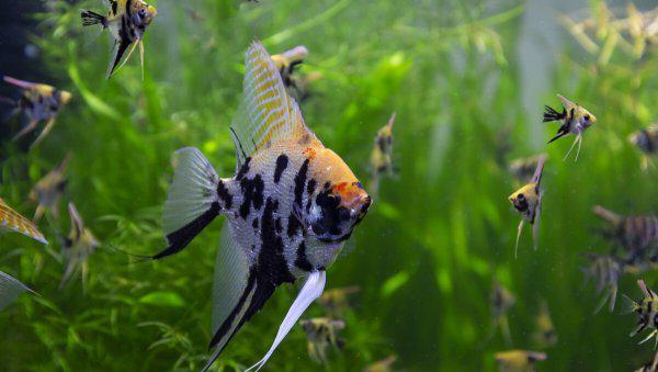 鱼缸杀菌灯到底有没有用