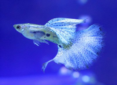 好养的观赏鱼有哪些品种 有哪些适合新手饲养的观赏鱼