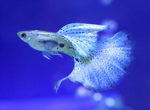 好养的观赏鱼有哪些品种