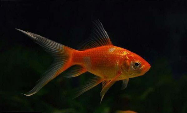 好养的观赏鱼有哪些品种