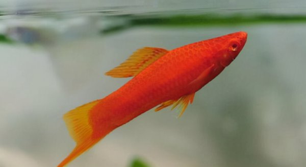 好养的观赏鱼有哪些品种