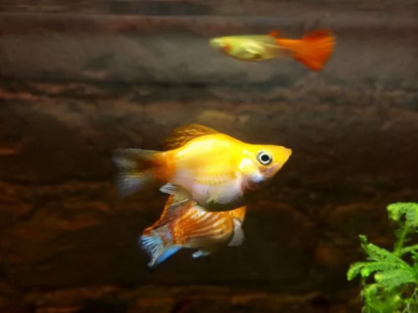 好养的观赏鱼有哪些品种