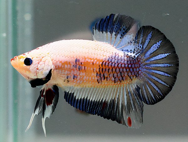 好养的观赏鱼有哪些品种