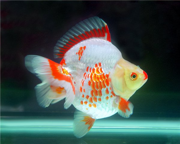 好养的观赏鱼有哪些品种