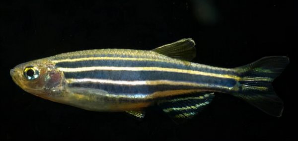 好养的观赏鱼有哪些品种