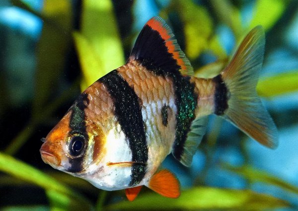 好养的观赏鱼有哪些品种