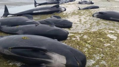 一只成年鲸鱼有多重 搁浅后的死亡鲸鱼为什么会爆炸