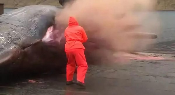 一只成年鲸鱼有多重