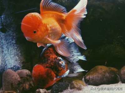 金鱼温度需要多少合适 养金鱼最适宜的温度是多少