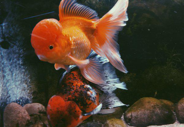 金鱼温度需要多少合适