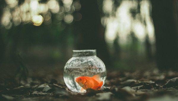 金鱼温度需要多少合适