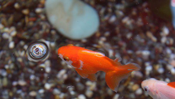 金鱼温度需要多少合适