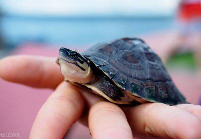 乌龟会咬人吗 为什么乌龟会咬人紧咬不松口怎么办