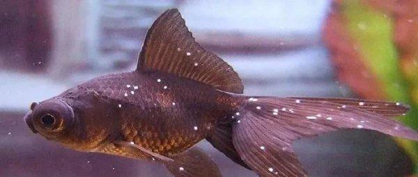 金鱼身上有白点怎么治