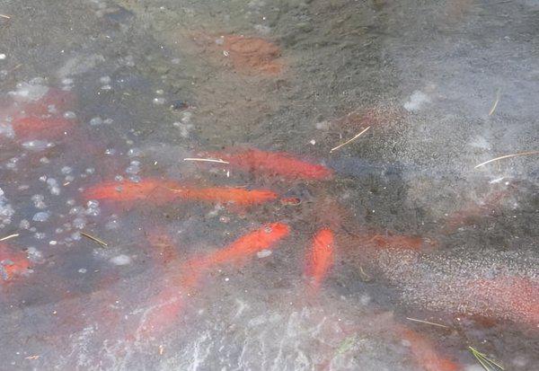 金鱼身上有白点怎么治