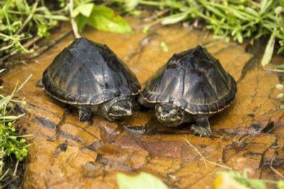 成年麝香龟能长多大 关于麝香蛋龟是一些详细认知