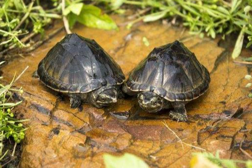 成年麝香龟能长多大