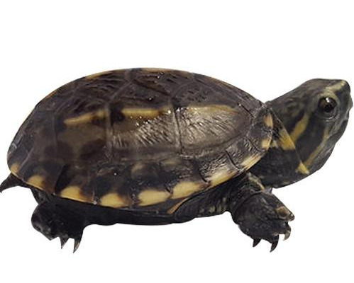 成年麝香龟能长多大
