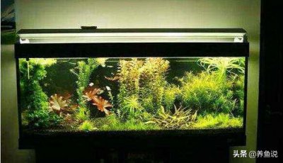 生态鱼缸开灯最佳时间 鱼缸每天光照多长时间合适