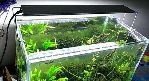 生态鱼缸开灯最佳时间