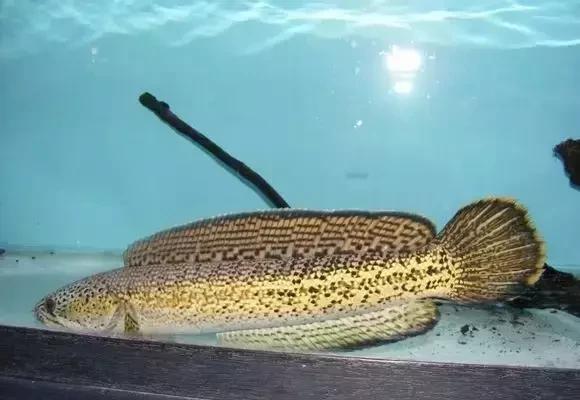 雷龙鱼能长多大