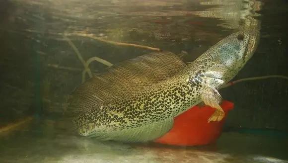 雷龙鱼能长多大