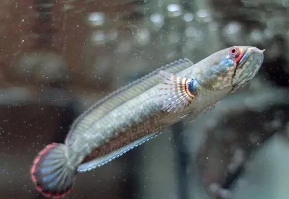 雷龙鱼能长多大