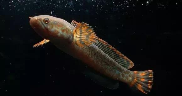 雷龙鱼能长多大