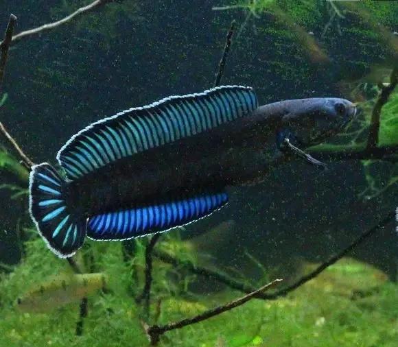 雷龙鱼能长多大