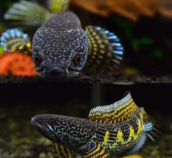 雷龙鱼能长多大