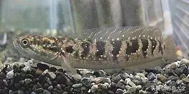 雷龙鱼能长多大