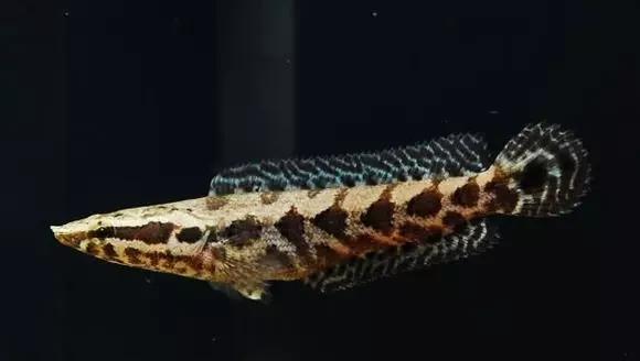 雷龙鱼能长多大