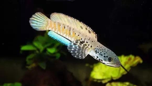 雷龙鱼能长多大