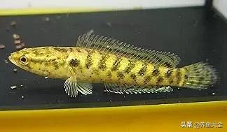 雷龙鱼能长多大