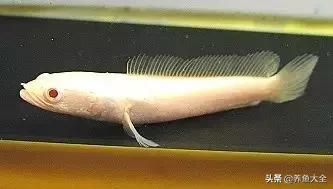 雷龙鱼能长多大