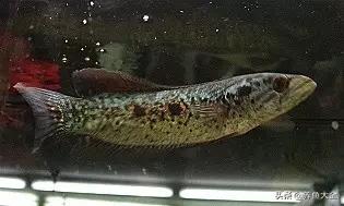 雷龙鱼能长多大