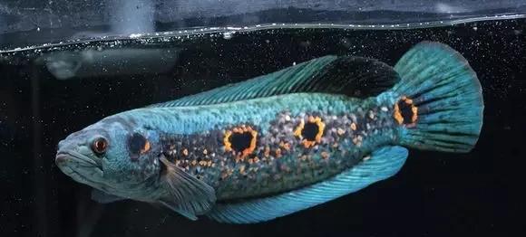 雷龙鱼能长多大