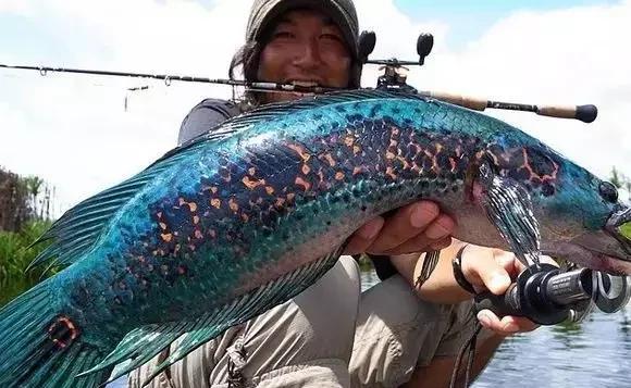 雷龙鱼能长多大